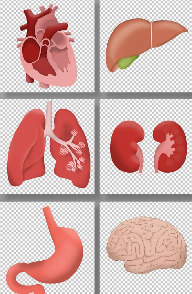 医院扁平化风格医疗人体器官元素插画-花瓣网