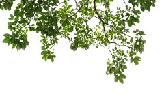 树枝
