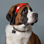romantic_miss__Swiss_St._Bernard_half_body_hairband_with_Swiss__664b2d02-3107-4ea7-8d31-7591fe7c684d.png (2048×2048)
