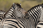拥抱斑马
Cuddling zebra