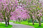 depositphotos_108592554-stock-photo-cherry-blossom-pathway.jpg (1023×682)