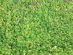 草,田地,背景,美,水平画幅,枝繁叶茂,沙子,无人,草坪,夏天