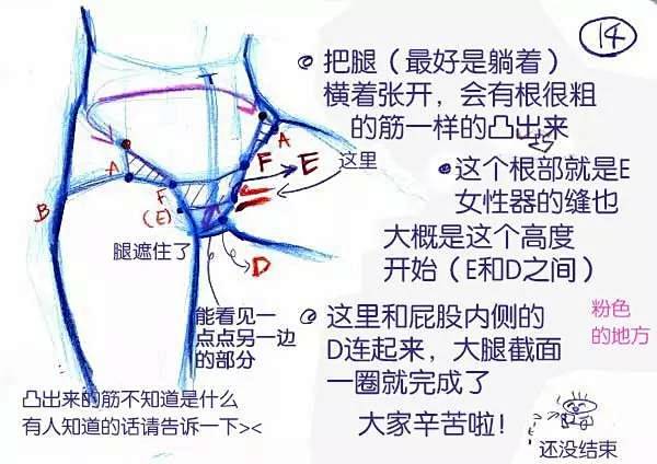 女性的腰胯的画法