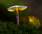 mushroom kingdom by Michael Boehmlaender on 500px