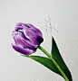 水彩画－堆糖，美好生活研究所