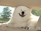 再次强调，这不是北极熊，这是萨摩养的太肥了