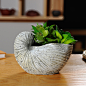 陶瓷制成的海螺造型花盆，与清净的环境相映成趣。植入有生命的花卉，不仅为家居增添绿色气息，更为家中带来新鲜的空气。