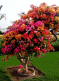BEAUTIFUL bougainvillea tree!