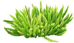 用户hLPXhT2S采集到植物种类