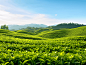 绿色的茶园茶叶远景中国茶文化茶道
