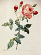 1-rosa-indica.jpg