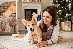 点击来源直接获取大图文件 |little puppy Welsh Corgi Cardigan plays with his leash with a girl in a white sweater