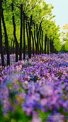 花 风景 插画 高清 超清 iphone壁纸 转自：www.ekdzv.com/news/paijidajiemiyamaxun/
