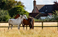 horses-ged00dab4d_1920