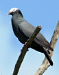 The White-crowned Pigeon (Patagioenas leucocephala, formerly Columba leucocephala)