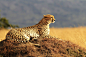 非洲豹子动物高清图片