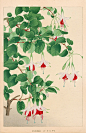 Chigusa Soun Flowers of Japan Woodblock Prints 1900