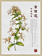原创｜中草药手绘-金银花【本草纲目】