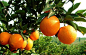橙子树图片的搜索结果_360图片