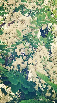 五月槐花香-阳光心情