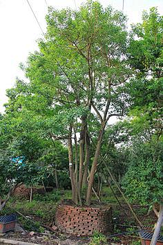 颓废ing采集到单体植物