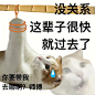 发疯抽象小猫表情包_15