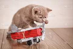 苏格兰折耳猫正在玩一架木制飞机。