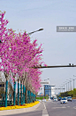 南京浦口大道，一条路，惊艳了一座城！-看点快报