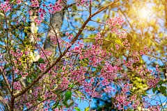 春天,粉色,花朵,樱之花,壁纸,禅宗,3到4个月,植物,背景,天空