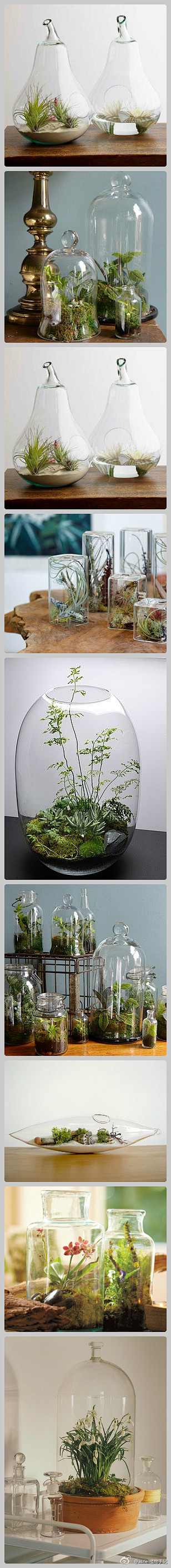 Terrarium的意思是，把植物种植在...