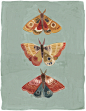 Moths+Full+colour+LR+