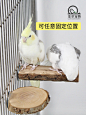 鹦鹉站台苹果木休息台实木跳板鸟栖木玄凤虎皮牡丹鹦鹉用品站板圆-淘宝网