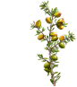 植物词汇表-Argan