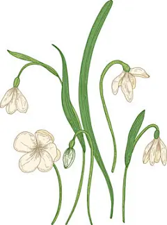 图源免费EPS文件 |雪花莲手绘插图