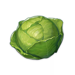 Cabbage : Cabbages a...