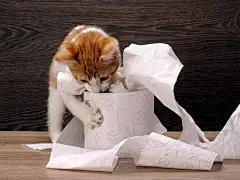 点击来源直接获取大图文件 |猫和卫生纸。小猫玩卫生纸。如何让猫习惯使用厕所