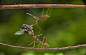 #macro#ants#colors#fly Team Work And Sharing 190911Aphoto preview