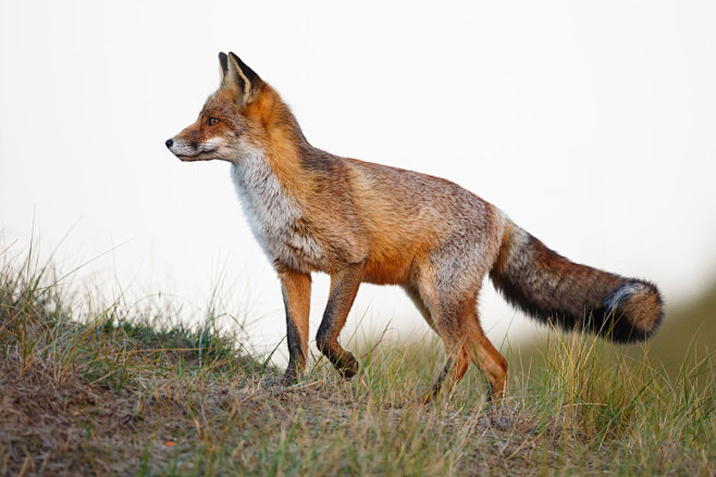 「FOX」的圖片搜尋結果