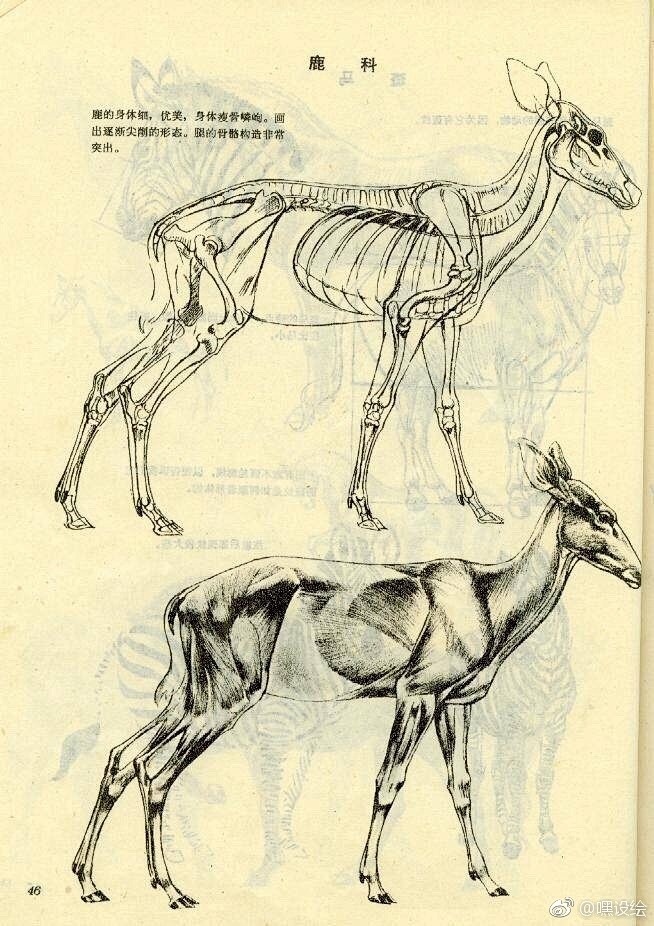 鹿的身体结构与画法，动物解剖学，转需！ ...