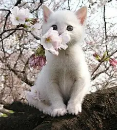 春天的樱花猫