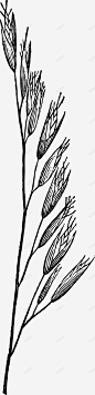 黑色麦穗谷物图标 麦子 麦穗 麦穗图标 UI图标 设计图片 免费下载 页面网页 平面电商 创意素材