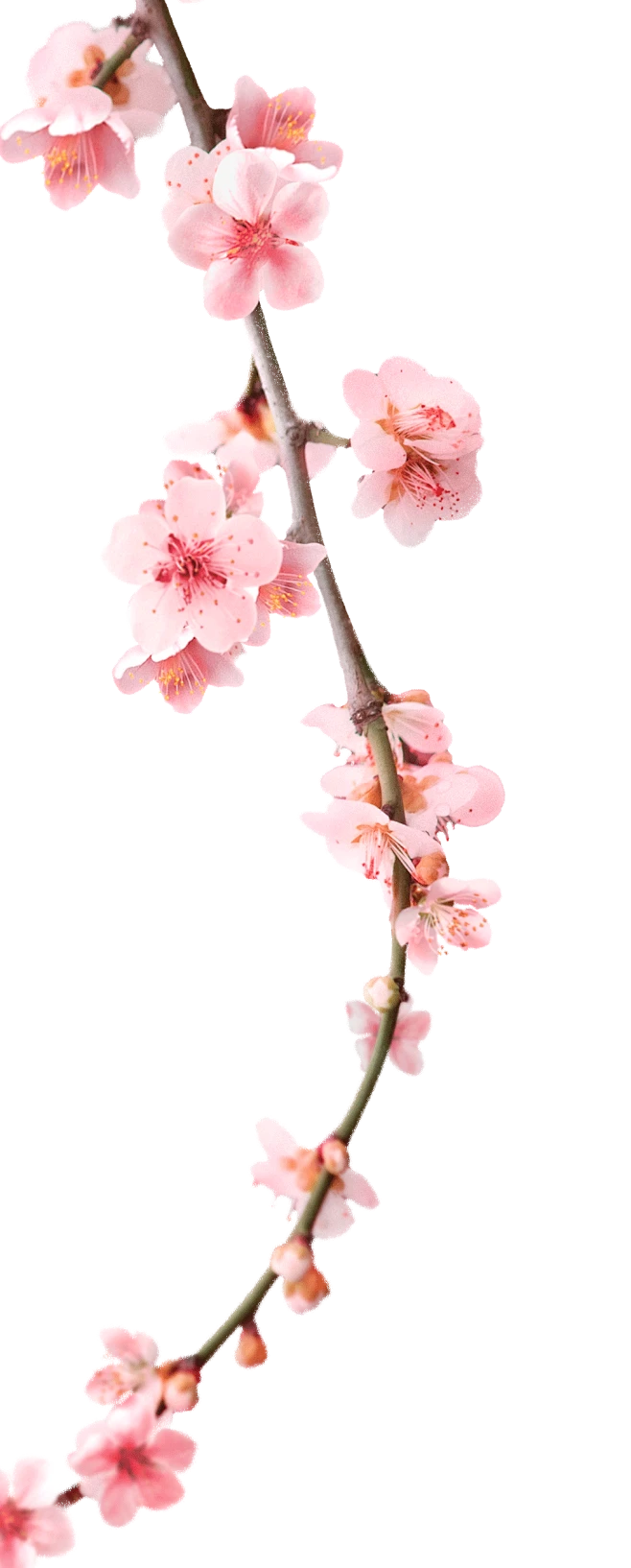 桃花枝-花瓣网