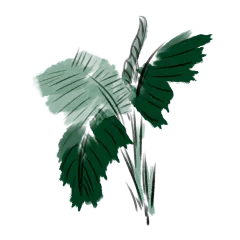 水墨手绘热带植物芭蕉叶片