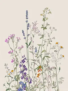 野花 薰衣草 甘菊 金鱼草 矢车菊 雏菊 插画 - 小红书
