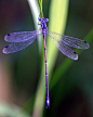 dragonfly紫色蜻蜓