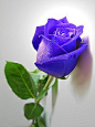  玫瑰 拉丁名/学名：Rosa rugosa， 英文名：Rugosa rose ; Salt rose ; Japanese rose ; Ramanas rose （植物学上的玫瑰在英文中一般不能直接叫rose ） 科属分类：蔷薇科 Rosaceae，蔷薇亚科 Rosoideae，蔷薇属 Rosa，玫瑰Rosa rugosa.性状：落叶灌木，枝茎密生直刺（所以《红楼》上的探春被称为玫瑰花，因其“又红又香又扎手）