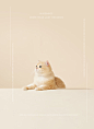喵社长宠物拍摄猫粮电商平面-古田路9号-品牌创意/版权保护平台