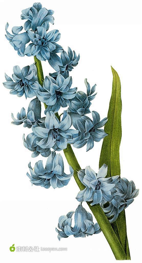 国外大师手绘蓝色调兰花