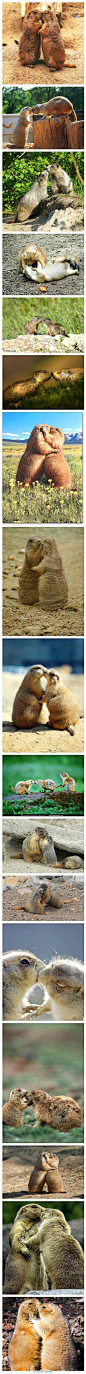 【酷爱当众kiss的土拨鼠】研究者们发现成年土拨鼠在被围观的情境下亲吻得更多，爱意绵绵，与人类差不多，它们用嘴唇碰触对方，有时还用舌头。