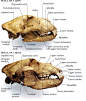 狮子,熊的头骨